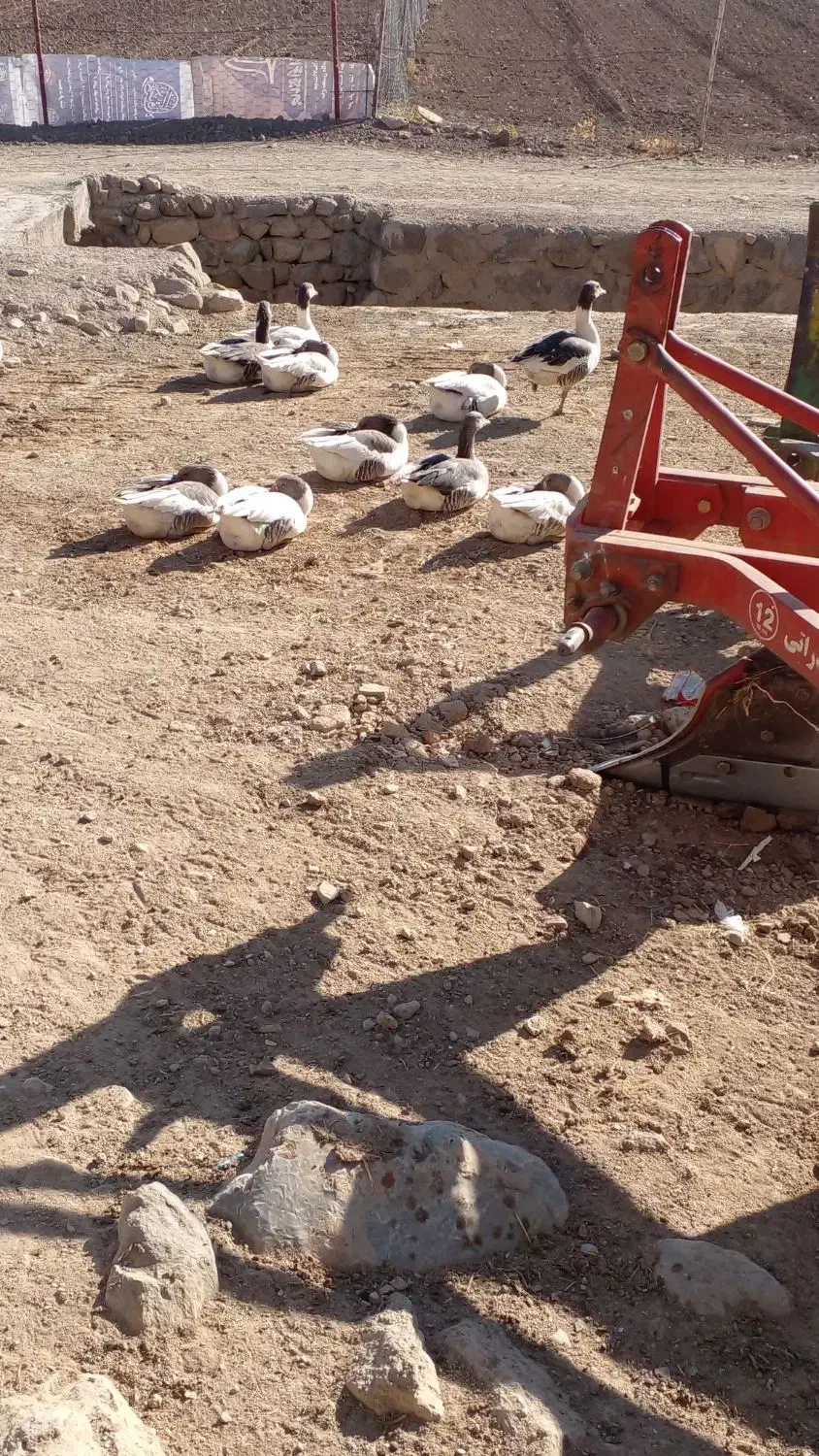 غاز|پرنده|کاکاوند, |دیوار