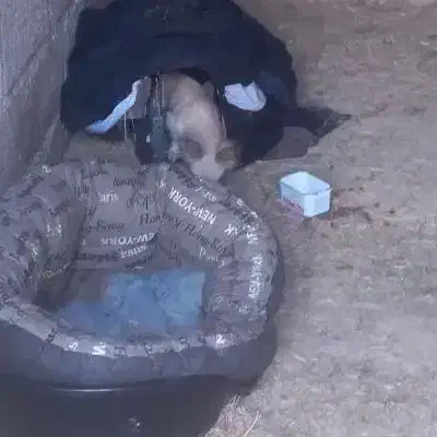 سگ آپارتمانی|سگ|آستانه اشرفیه, |دیوار