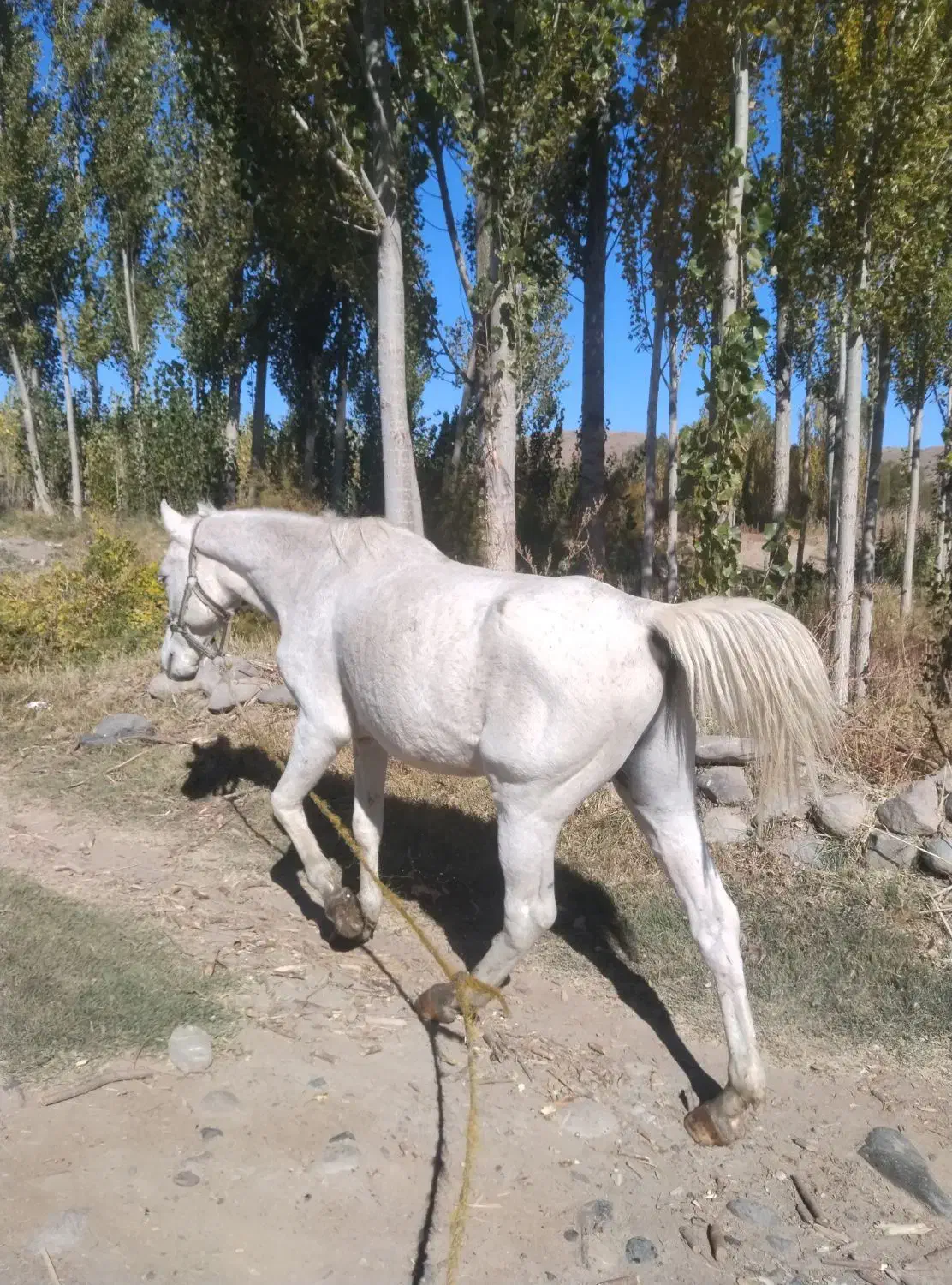 اسب سواری|اسب و تجهیزات اسبسواری|مشگین شهر, |دیوار