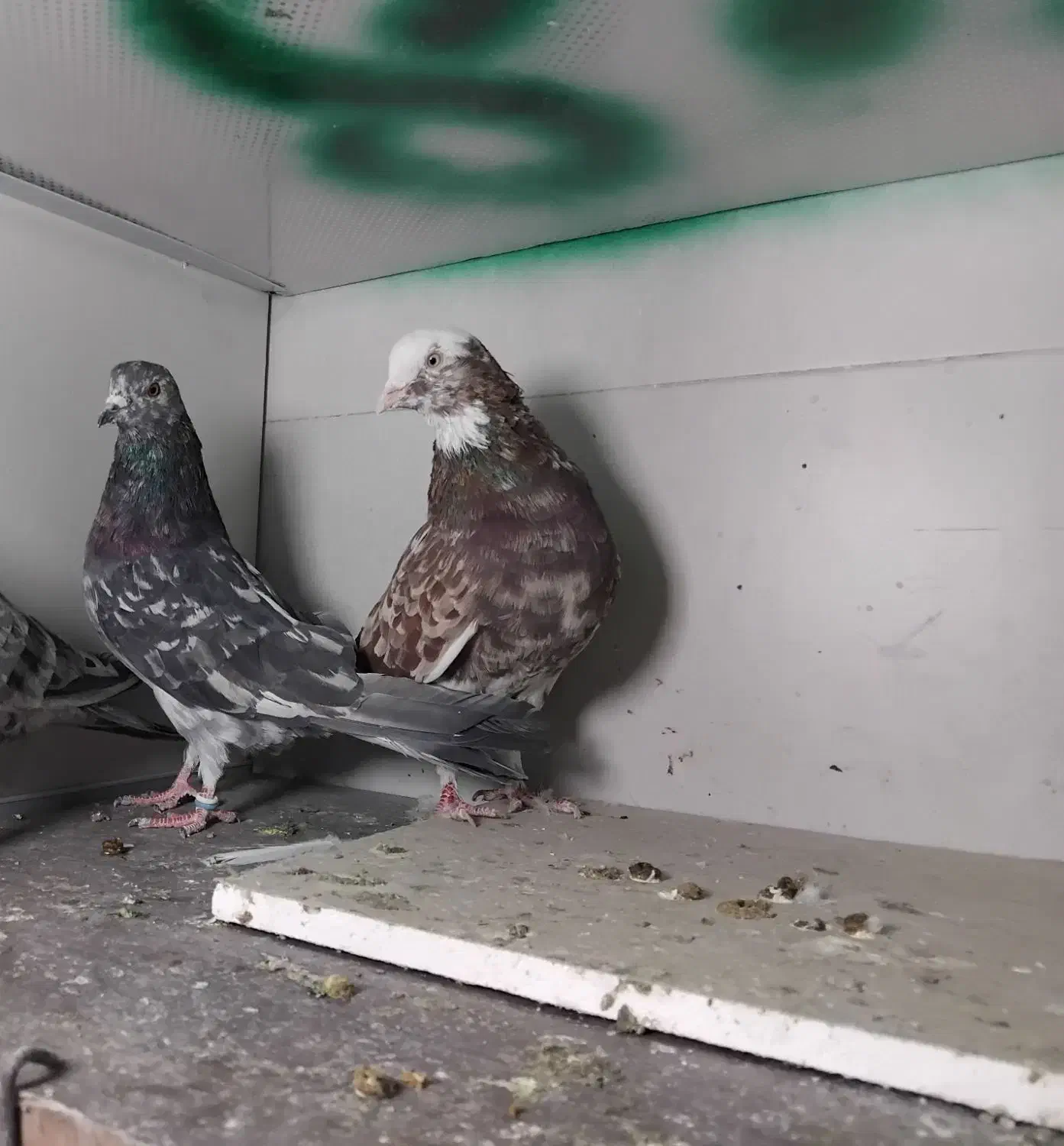 کبوترهماوسرور نر|پرنده|ری, شهرک نظامی|دیوار