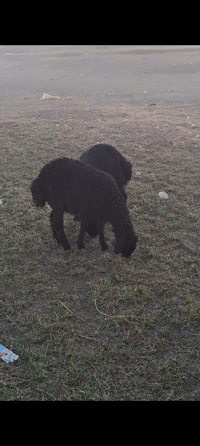 بره قزل افشاری اصل|حیوانات مزرعه|لالجین, |دیوار