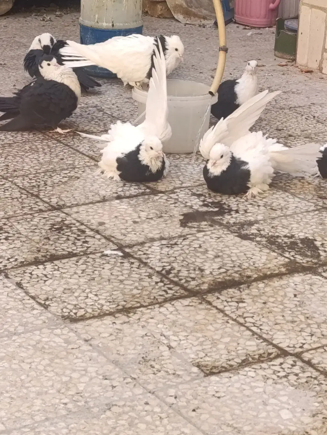 طوقی|پرنده|قم, باغ کرباسی|دیوار