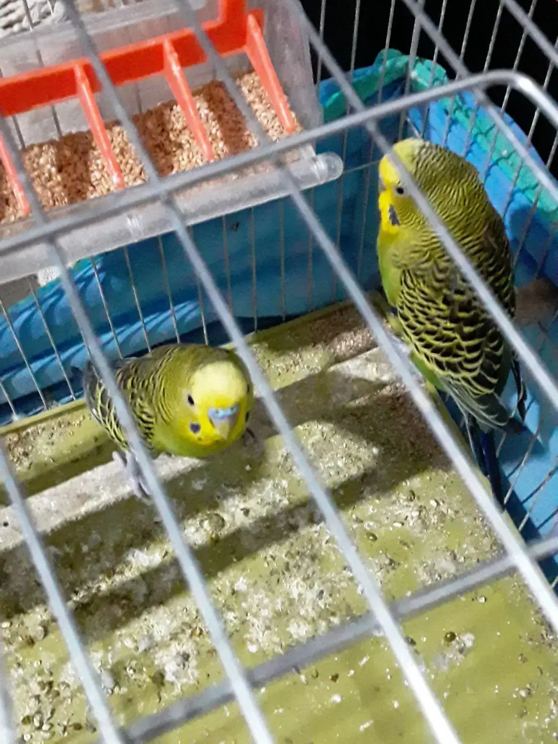 فروش دو عدد مرغ عشق فوری|پرنده|مرودشت, کوشک|دیوار