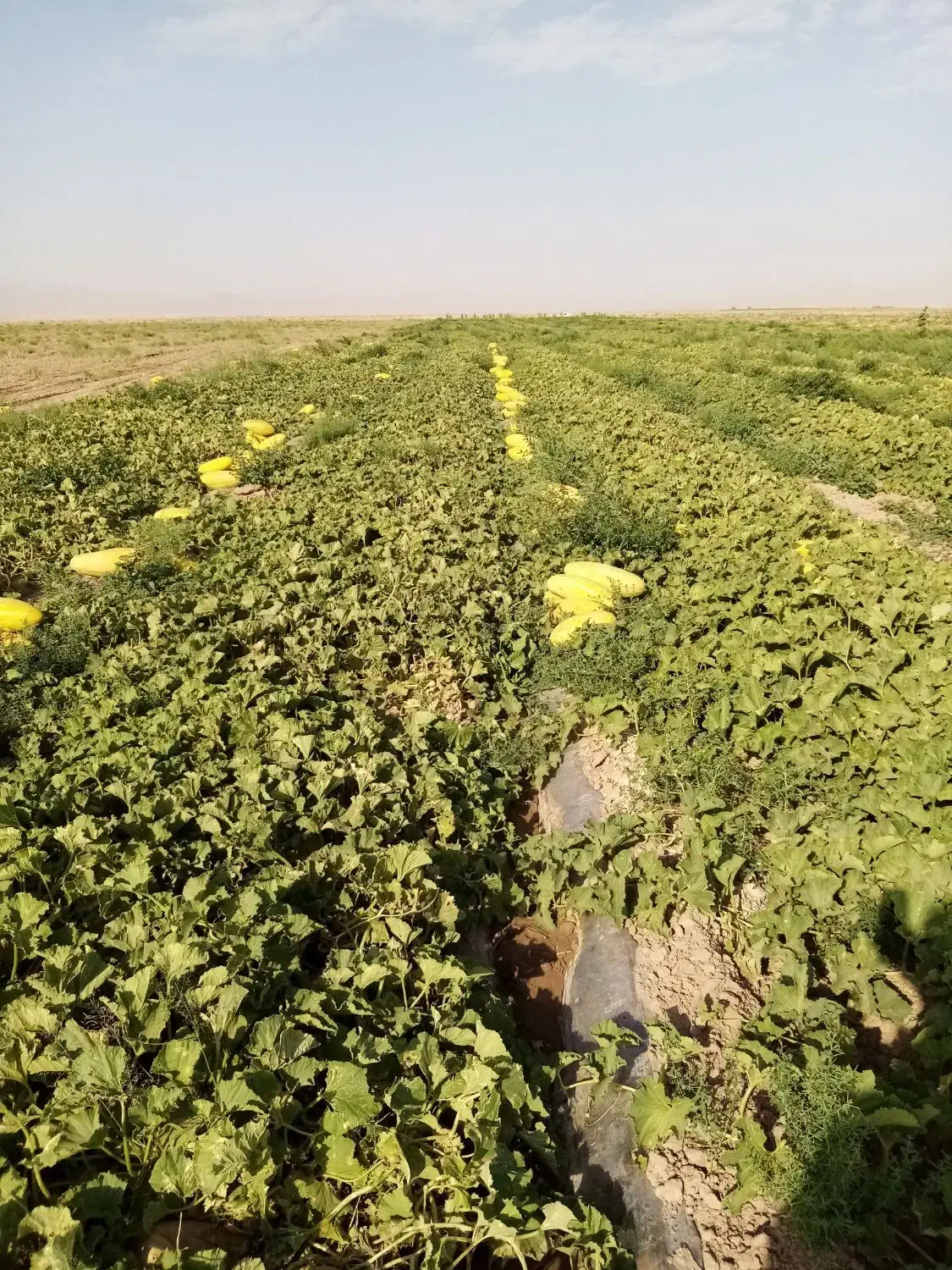 100 کیلو تخم خربزه|خوردنی و آشامیدنی|تایباد, |دیوار