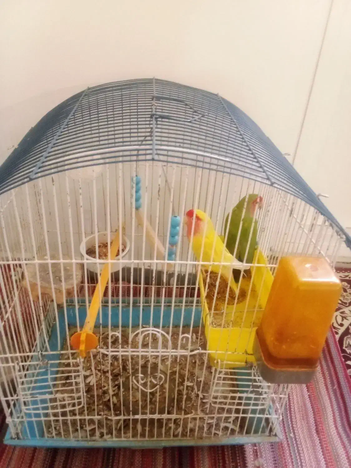 طوطی برزیلی با قفس|پرنده|همدان, |دیوار