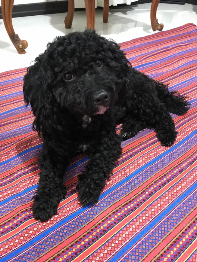 سگ پودل|سگ|کرج, ملک‌آباد|دیوار