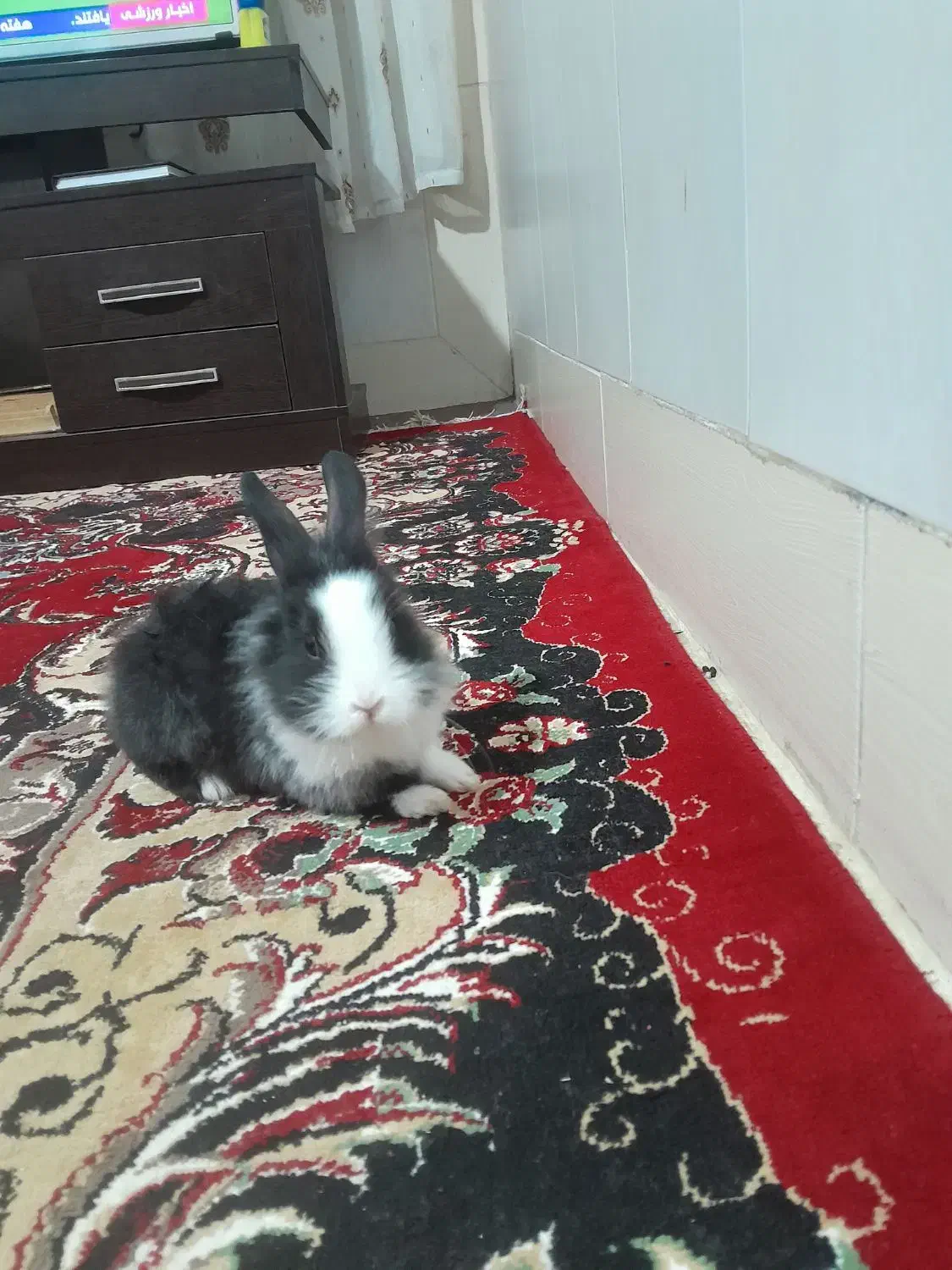 خرگوش لوپ هلندی|موش و خرگوش|گنبد کاووس, |دیوار