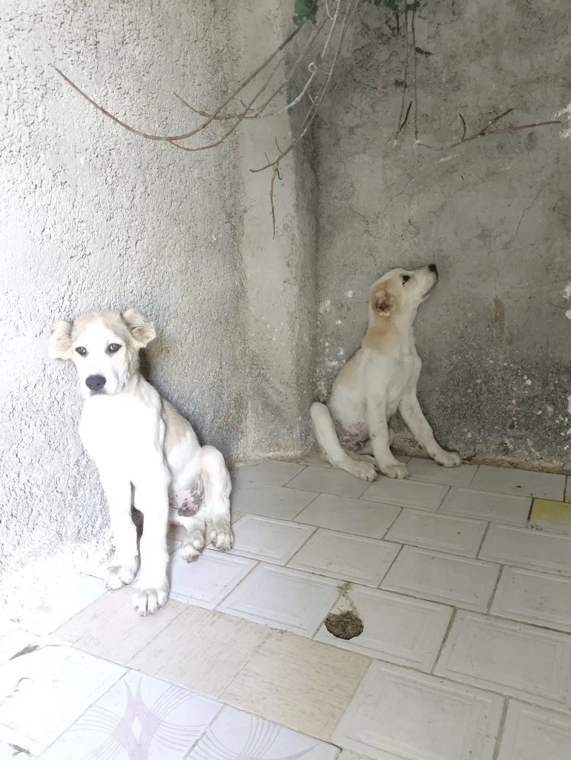 فروش توله سگ آلابای روسی ۷۰ روزه|سگ|کرج, کیانمهر|دیوار