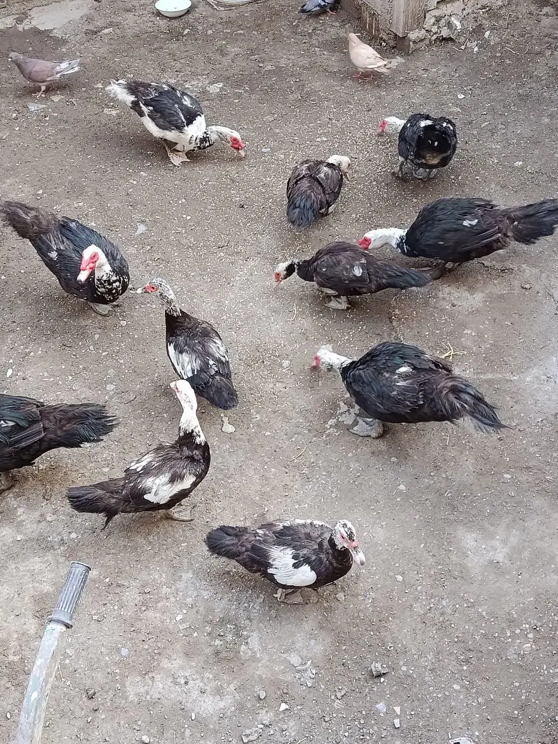 اردک اسرائیلی|حیوانات|میانه, |دیوار