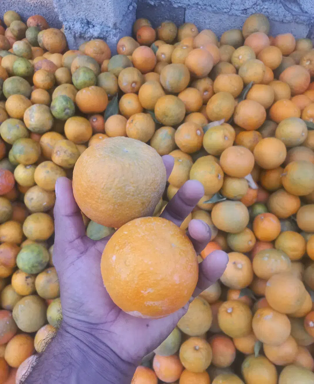 خریدار نارنج و هسته نارنج|خدمات باغبانی و درختکاری|گرگان, |دیوار