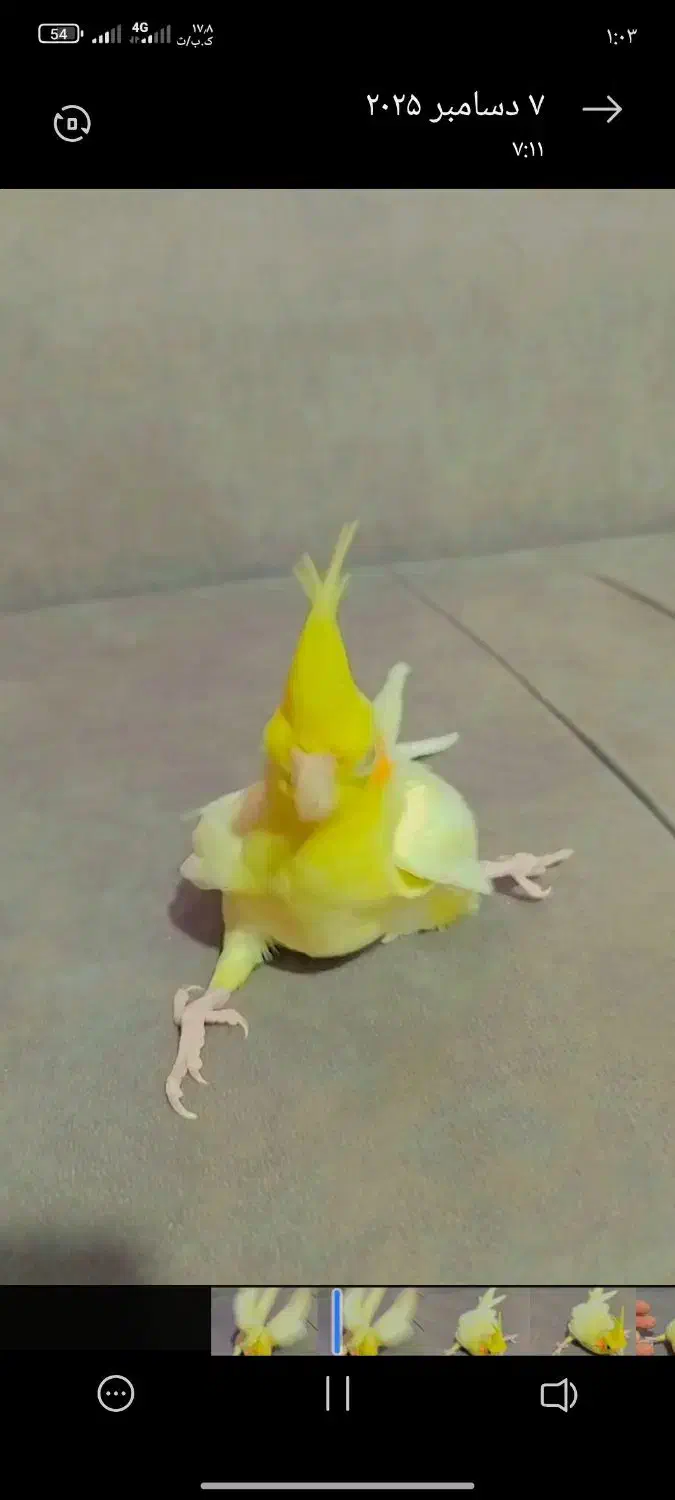 جوجه عروس پا باز|پرنده|جنت, |دیوار