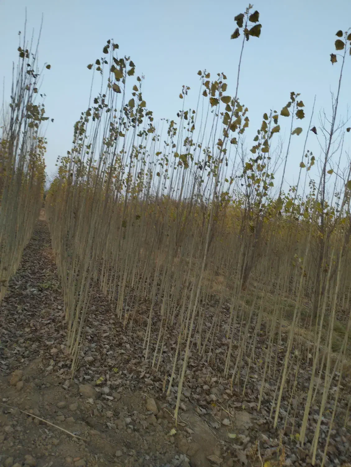 تخفیف ویژه صنوبر و نهال|حراج|سلماس, |دیوار