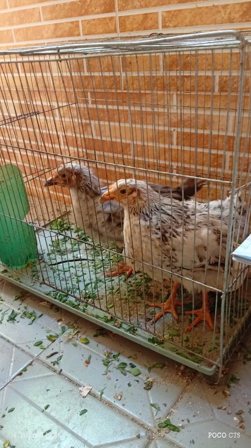 جوجه محلی|حیوانات مزرعه|مهدی شهر, |دیوار