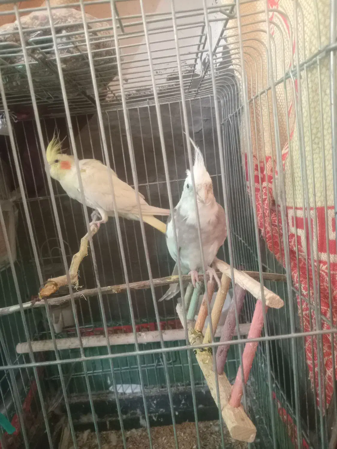 دو عدد عروس هلندی|پرنده|بندر دیر, |دیوار