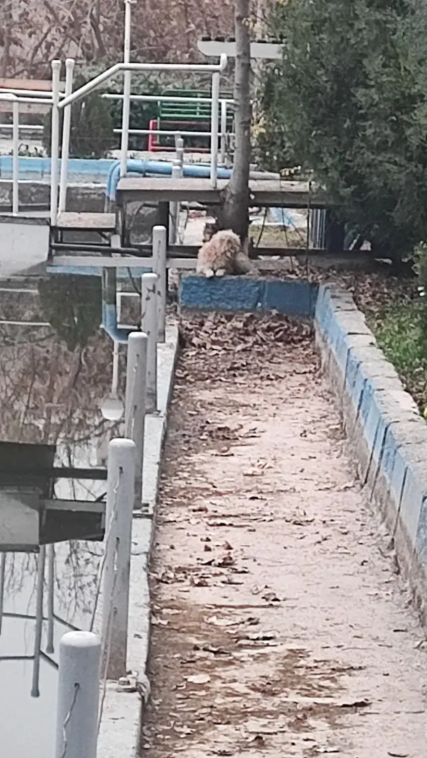 سگ گم شده یا رها شده در باغ وکیل آباد|حیوانات|مشهد, پارک کوهستان|دیوار