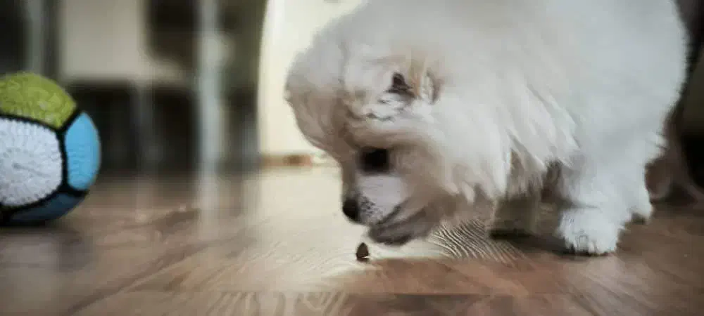 سگ پامر(توله)|سگ|همدان, |دیوار