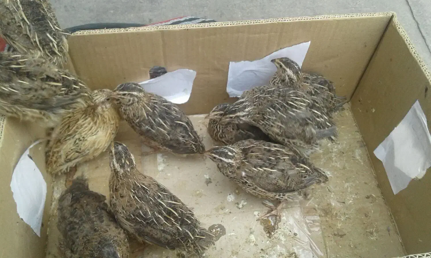 گوشت بلدرچین نر کشتار رایگان و ماده بلدرچین|پرنده|مشهد, نوید|دیوار