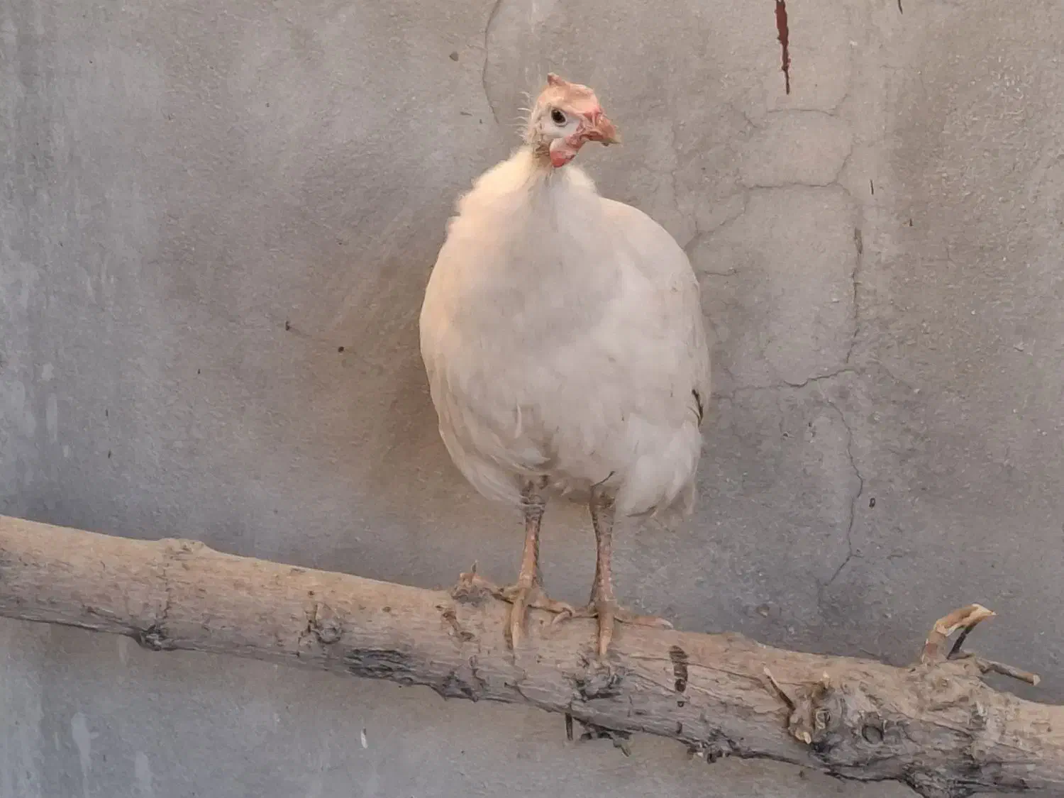 مرغ شاخدار|حیوانات مزرعه|مرودشت, بیست متری بیمارستان|دیوار