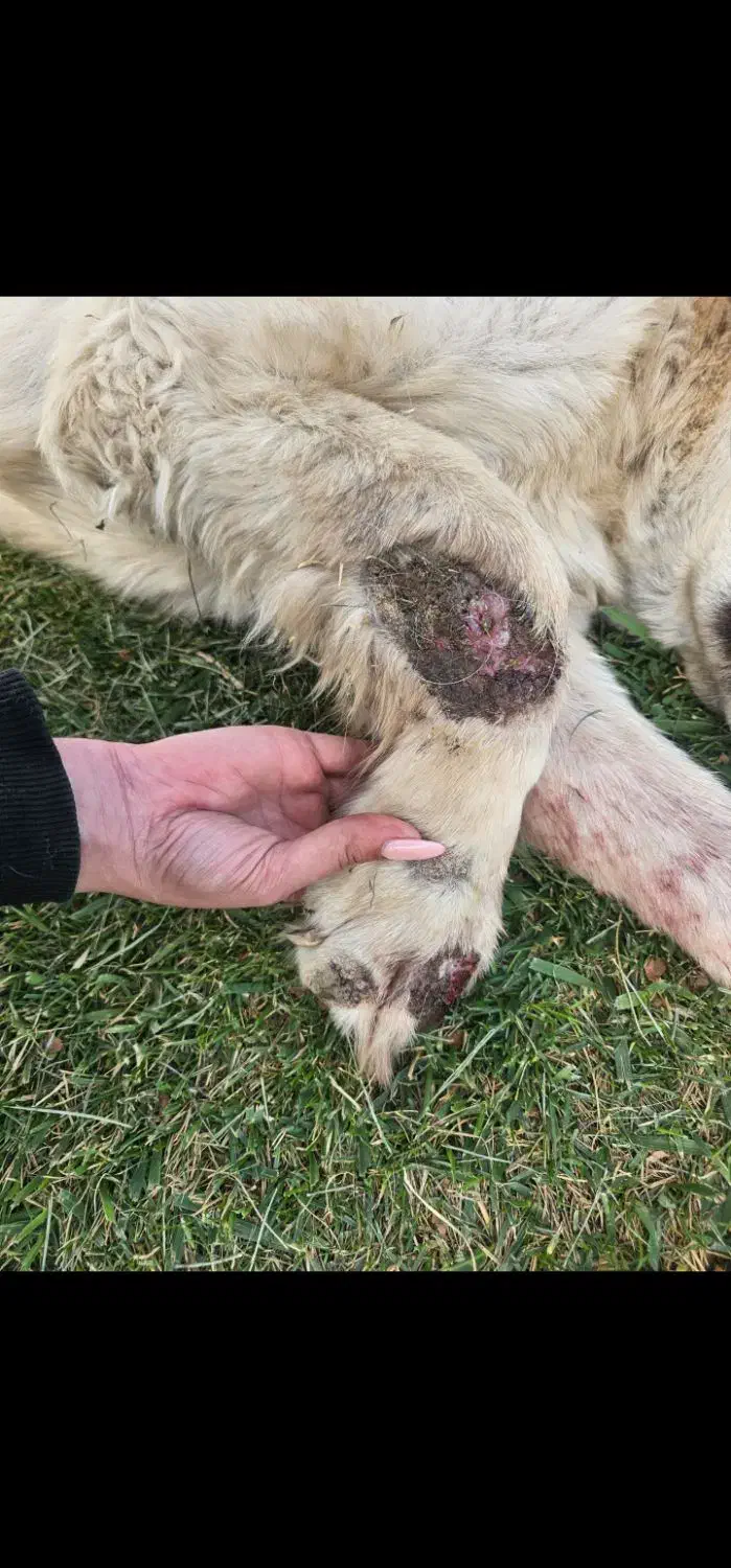 سگ بومی گمشده|حیوانات|سنندج, |دیوار