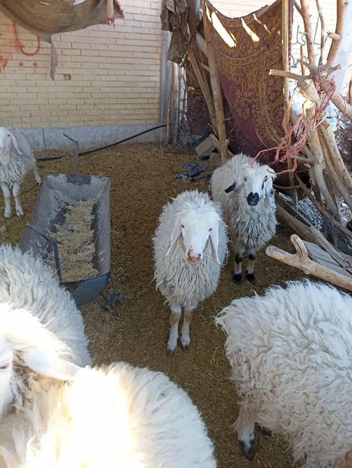 گوسفند.بره.کره.محلی|حیوانات مزرعه|بردسیر, |دیوار