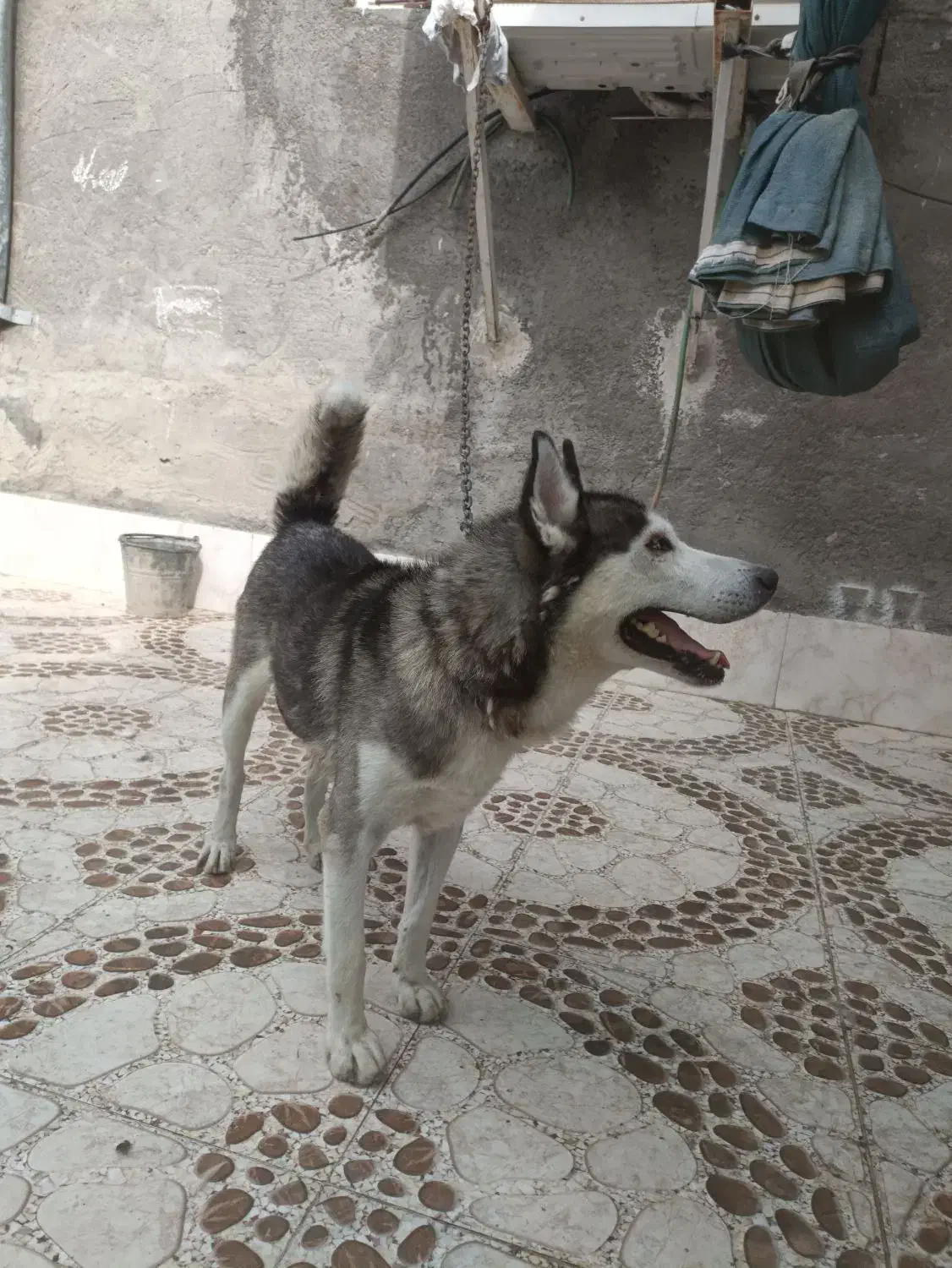 هاسکی مالامود قیمت ۵|سگ|لامرد, |دیوار