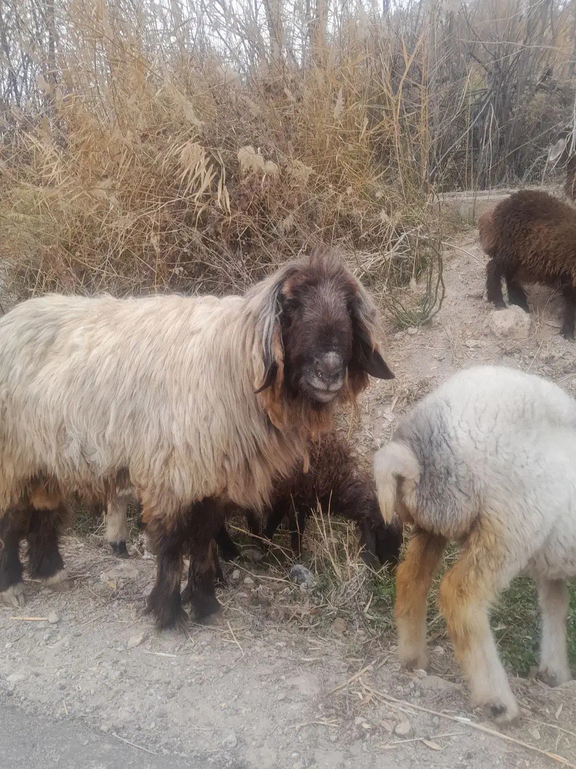 قوچ بختیاری|حیوانات مزرعه|سی‌سخت, |دیوار