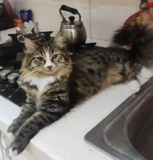 گربه گم شده|حیوانات|خفر, |دیوار