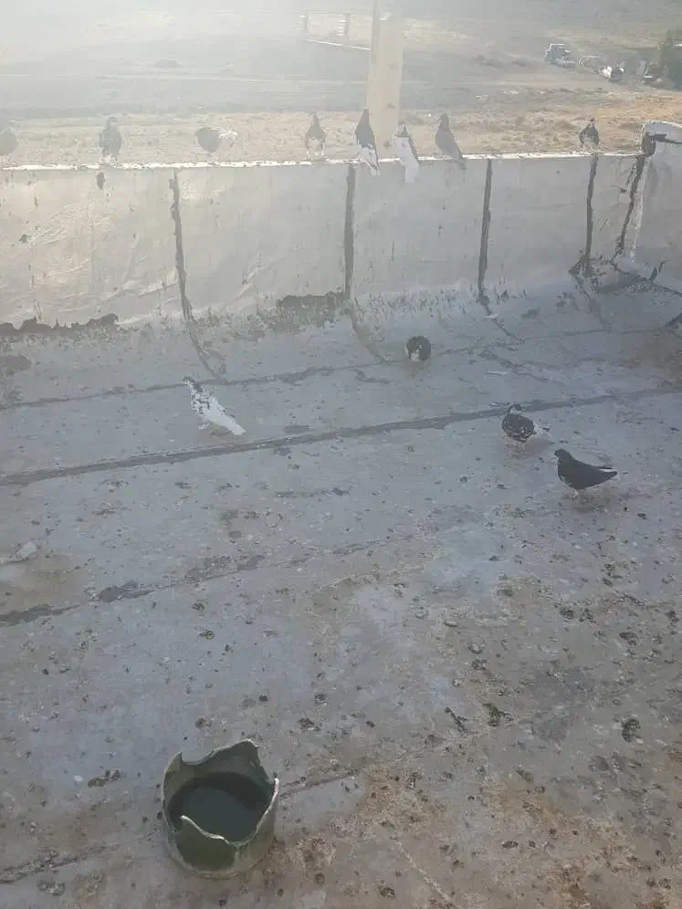 کبوتر|پرنده|شیراز, چشمه سید صفری|دیوار