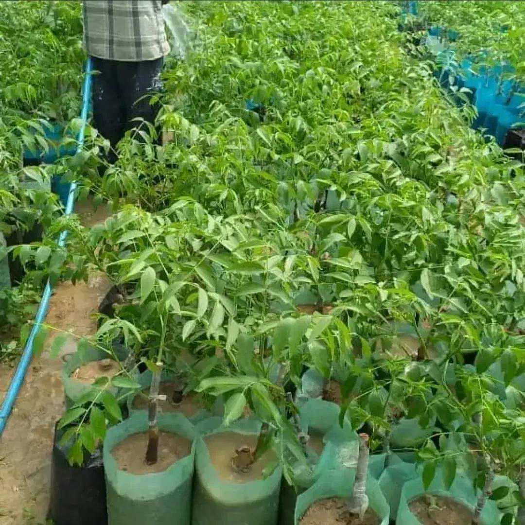 شرکت و نهالستان سرو نهال (نعمتی)|خدمات باغبانی و درختکاری|سنندج, |دیوار