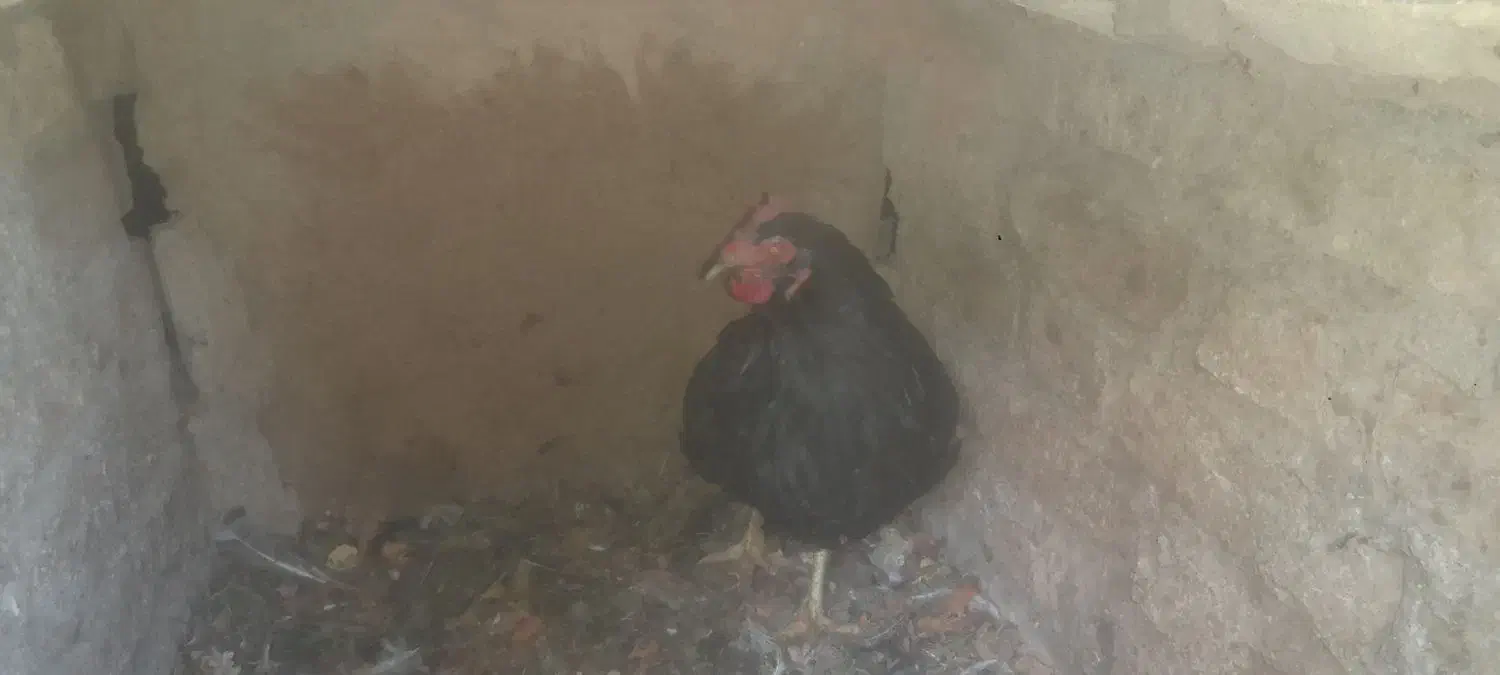 خروس اردک تخم گذار مرغ فروشی|حیوانات مزرعه|شاهرود, |دیوار