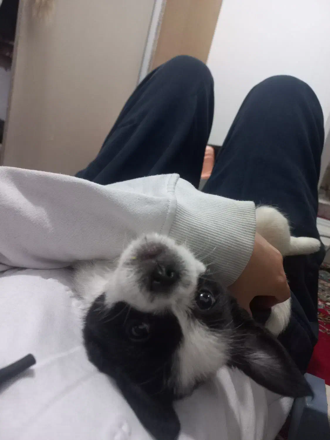 توله سگ|سگ|مشکین‌دشت, |دیوار