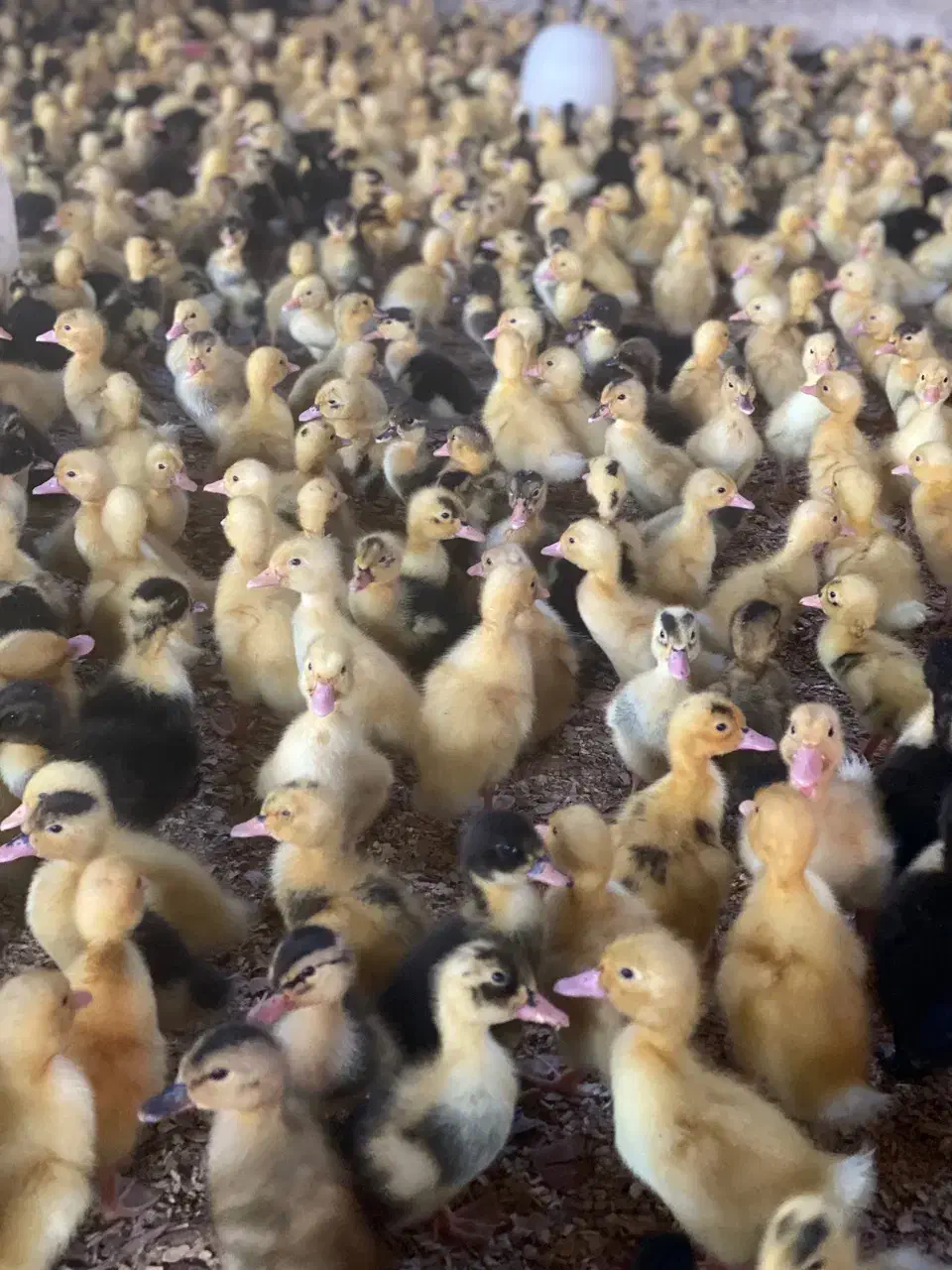 مرغابی اوردک یک روزه|حیوانات مزرعه|بندر ماهشهر, |دیوار