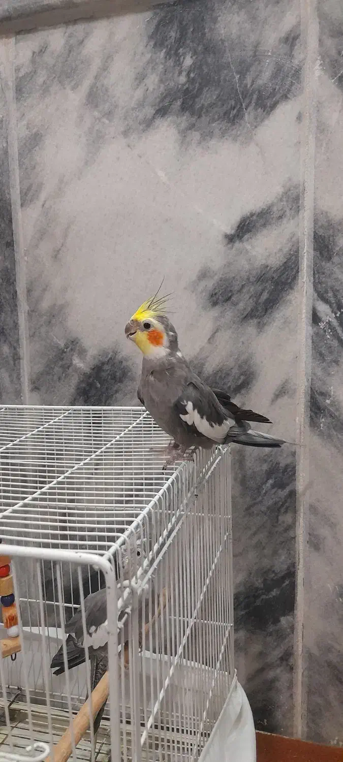 یک جفت عروس هلندی بسیار زیبا|پرنده|مشهد, شهید آوینی|دیوار