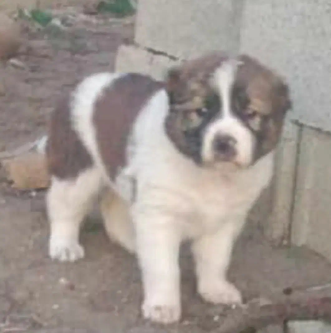 ترکمن. روس .گارد. گله. نگهبان|سگ|مشهد, ترمینال|دیوار