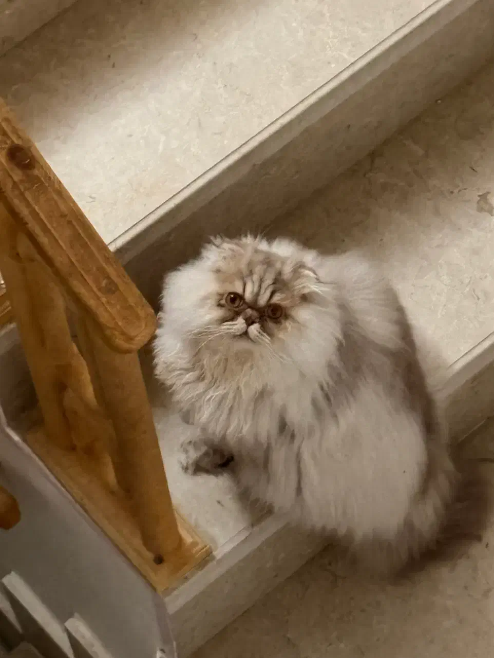 گربه پرشین هیمااین نژاد اصلی تری کالر|گربه|کرمان, |دیوار