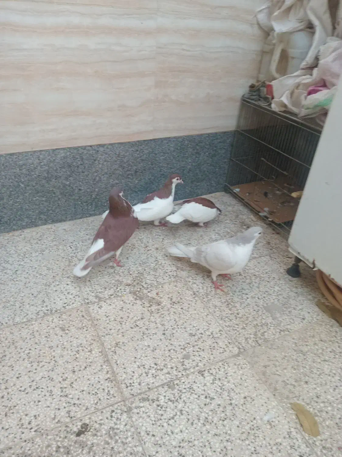 چهار عدد ساده|پرنده|نیشابور, شهرک اندیشه|دیوار