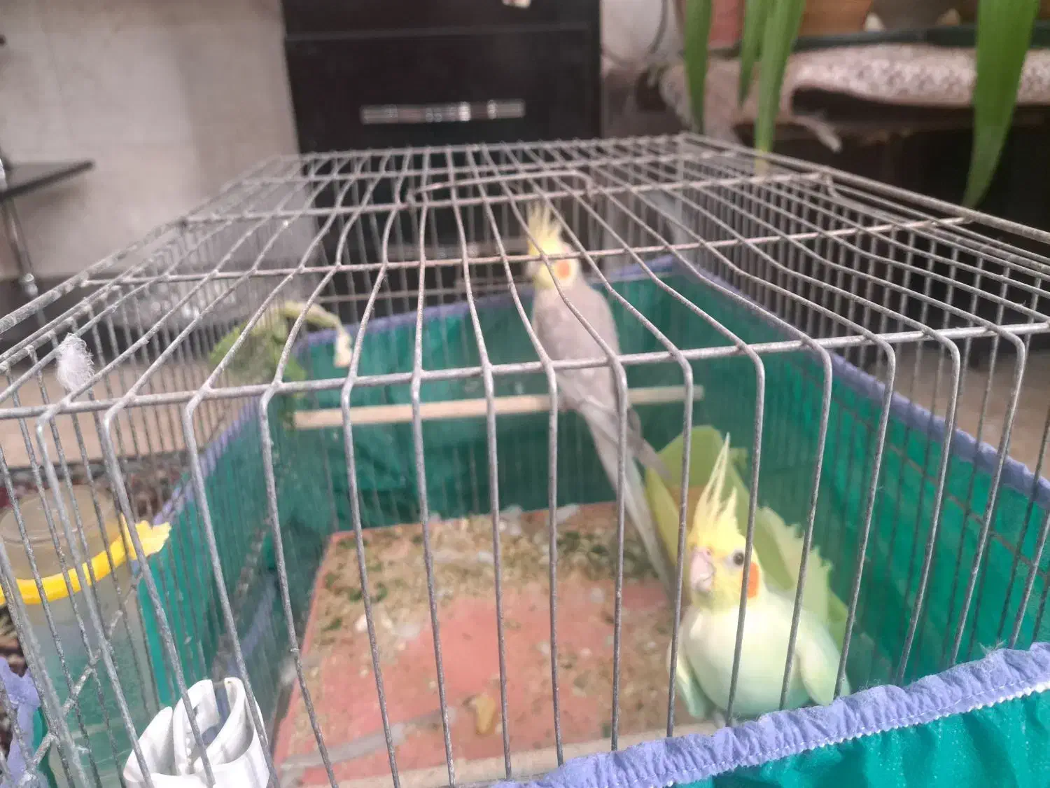 یک جفت عروس|پرنده|رفسنجان, |دیوار