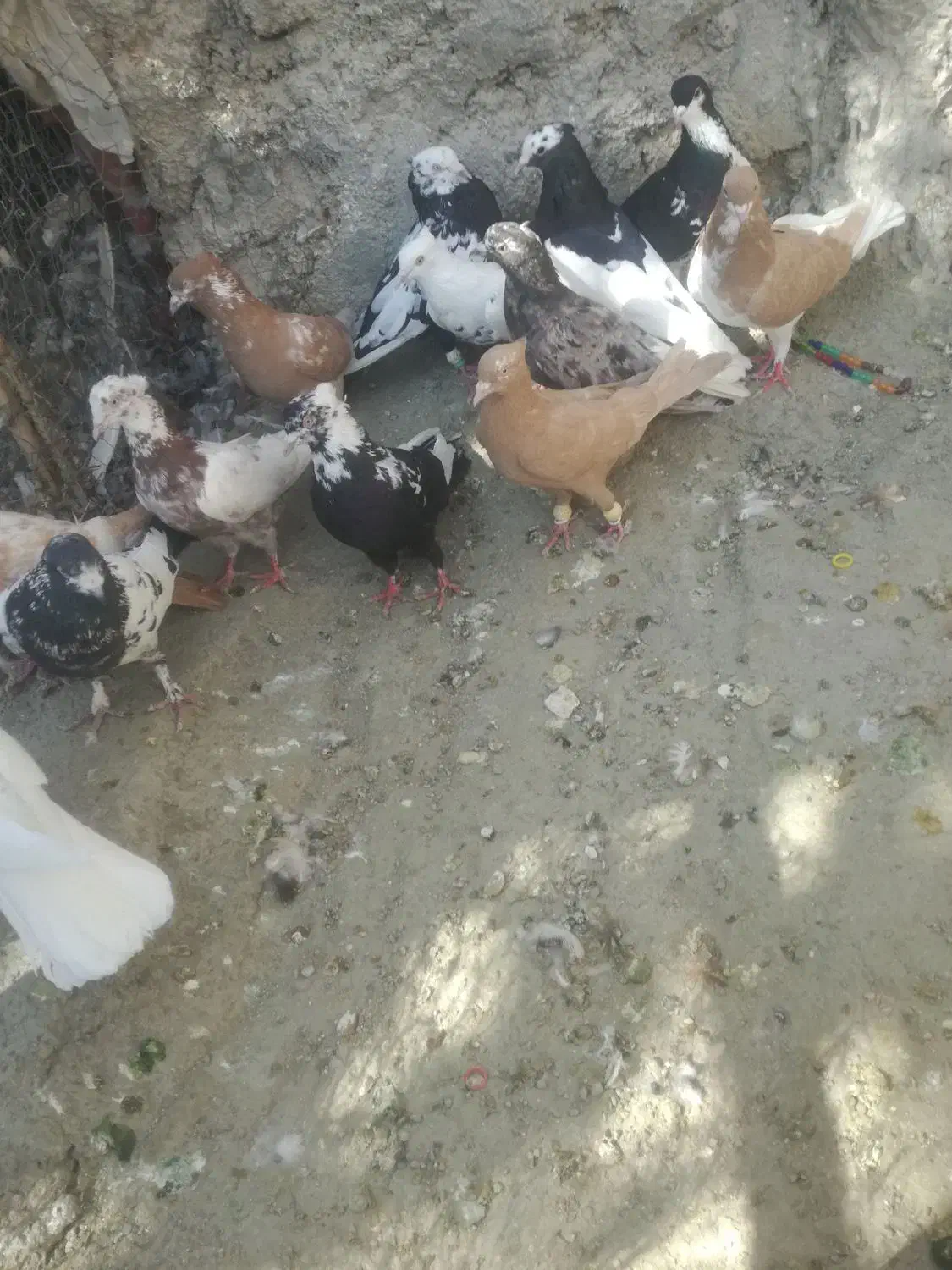 کبوتررنگی|پرنده|کوار, |دیوار