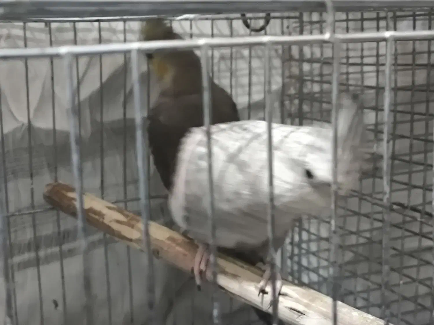 پرنده|پرنده|خمینی‌شهر, |دیوار