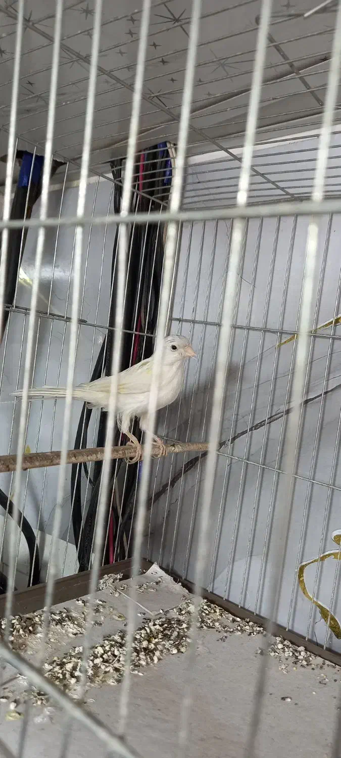 قناری سفید|پرنده|قم, زند آباد|دیوار