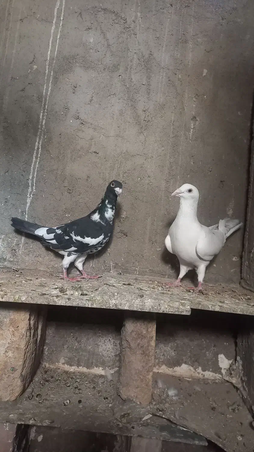 کبوتر پلاکی|پرنده|زرندیه, |دیوار