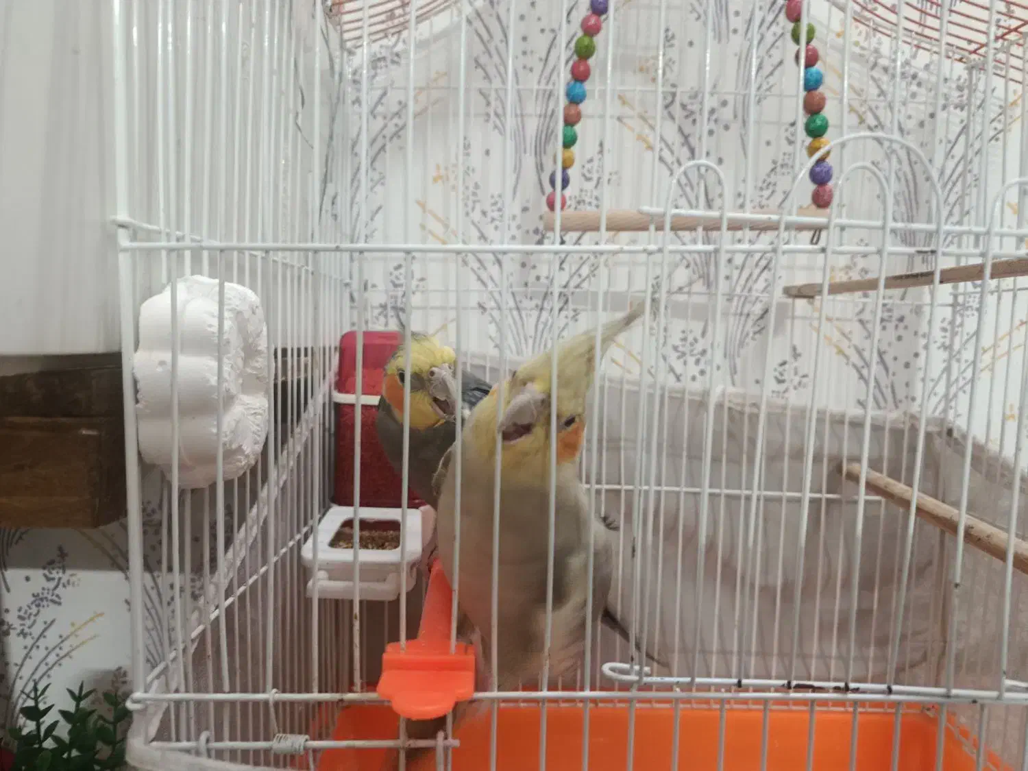 عروس هلندی|پرنده|مشهد, کشف|دیوار