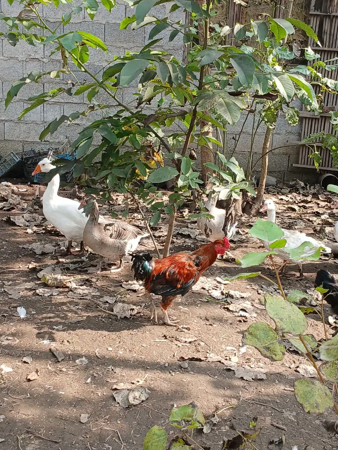 خروس|حیوانات مزرعه|رشت, پیرکلاچای|دیوار