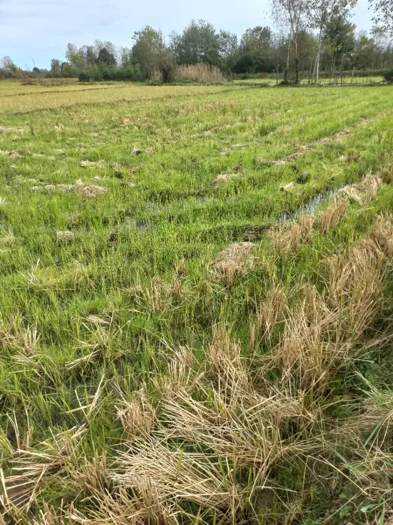 زمین شالیزار به مساحت ۵۵۰۰ متر مربع|فروش زمین و ملک کلنگی|رشت, پاستوریزه|دیوار