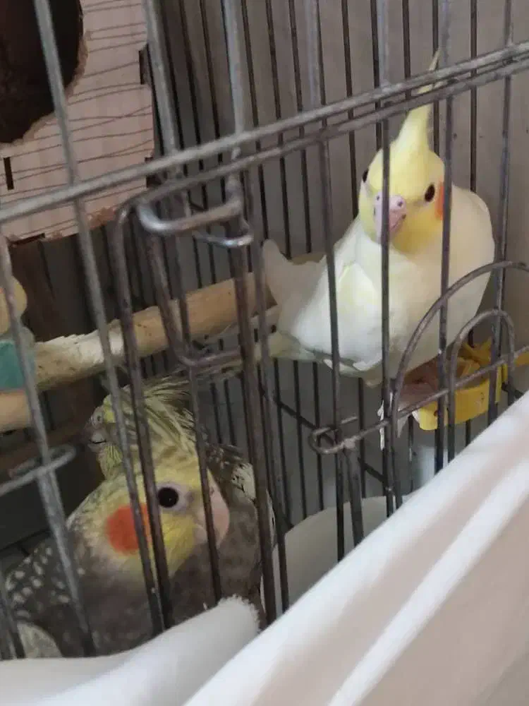 جوجه عروس هلندی|پرنده|وحیدیه, |دیوار