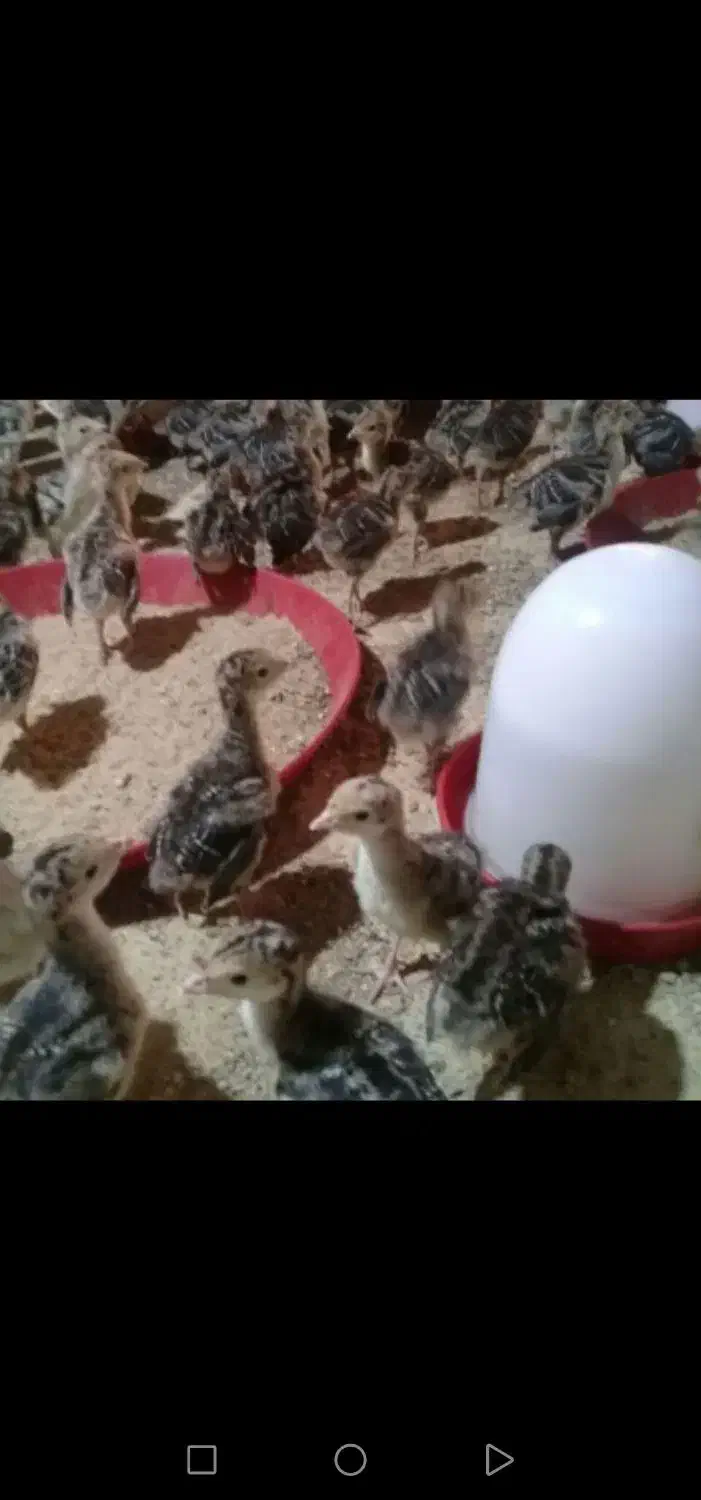 غاز،بوقلمون،مرغ،تخم نطفه دار،دستگاه جوجه کشی|حیوانات مزرعه|تهران, مشیریه|دیوار