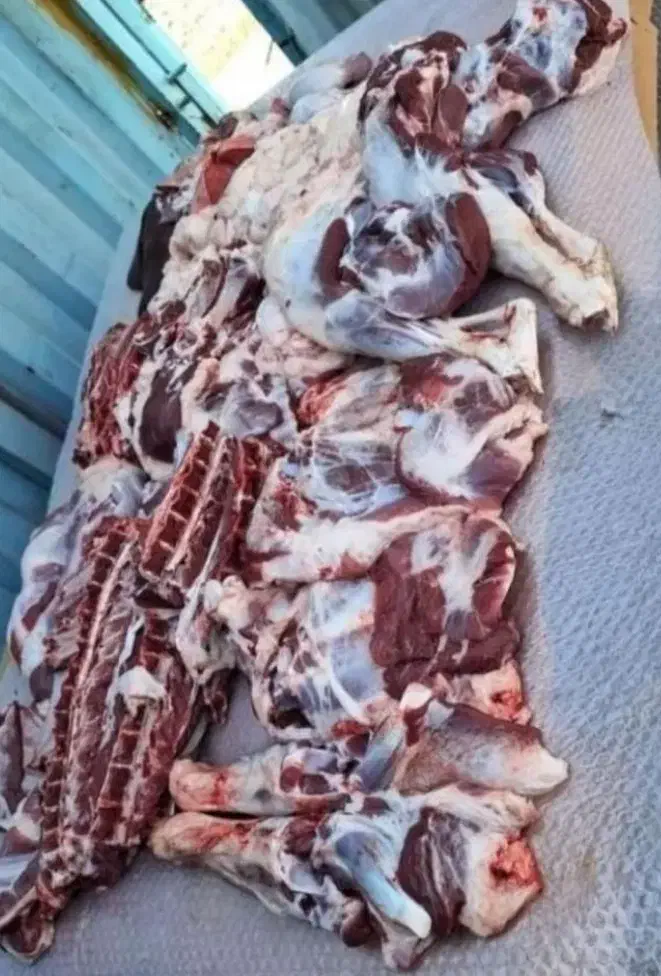 گوسفند اذربایجان بره نر درجه یک پرواری|حیوانات مزرعه|قم, باسکول|دیوار