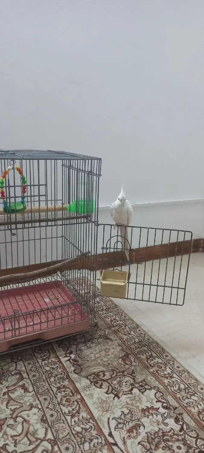 طوطی|پرنده|قم, انسجام|دیوار