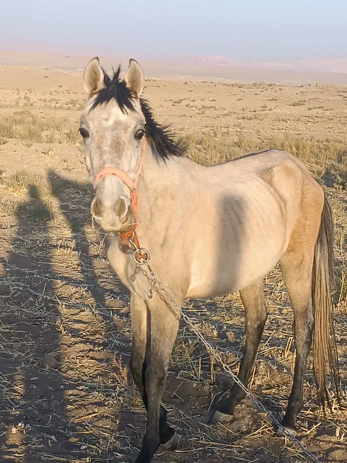 اسب فروشی|اسب و تجهیزات اسب‌سواری|قم, دانشگاه قم|دیوار