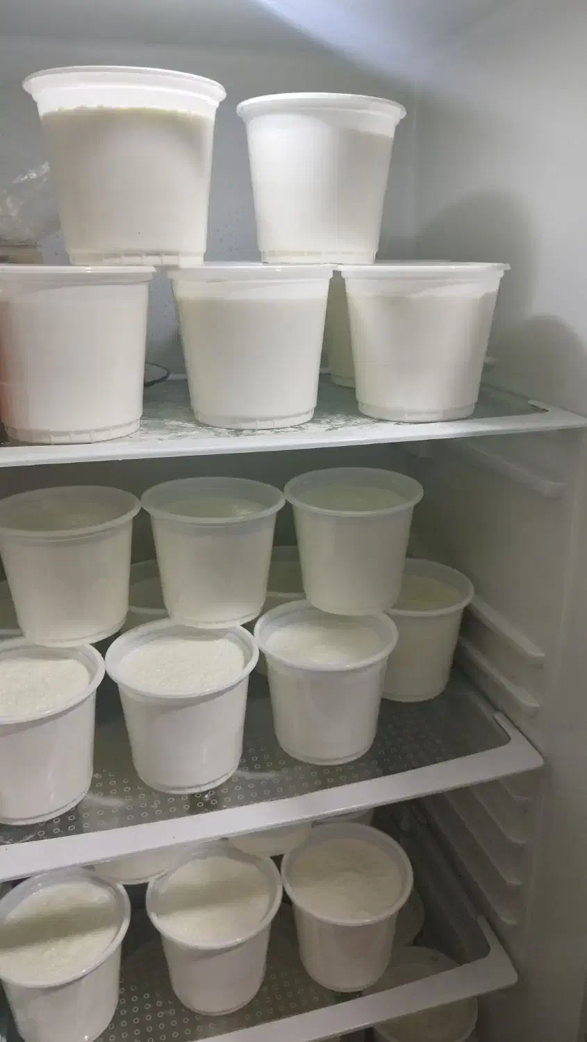 ماست گاومیش همه روزه موجود داریم|خوردنی و آشامیدنی|میاندوآب, |دیوار